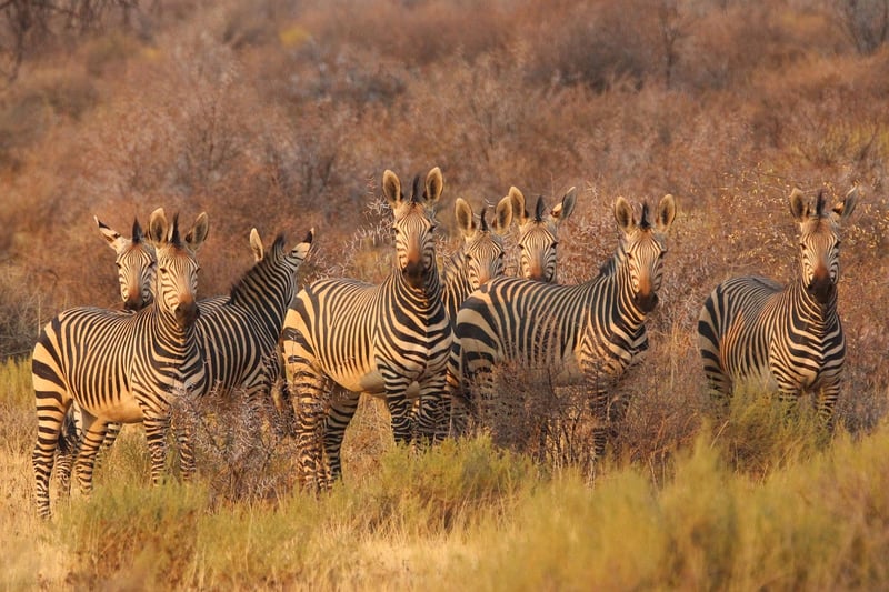 Safari Tent in Africa
