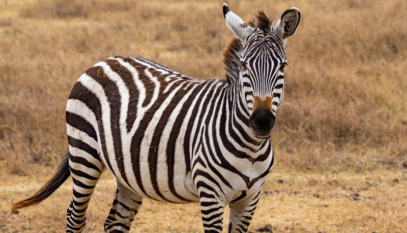 Serengeti National Park, Tanzania